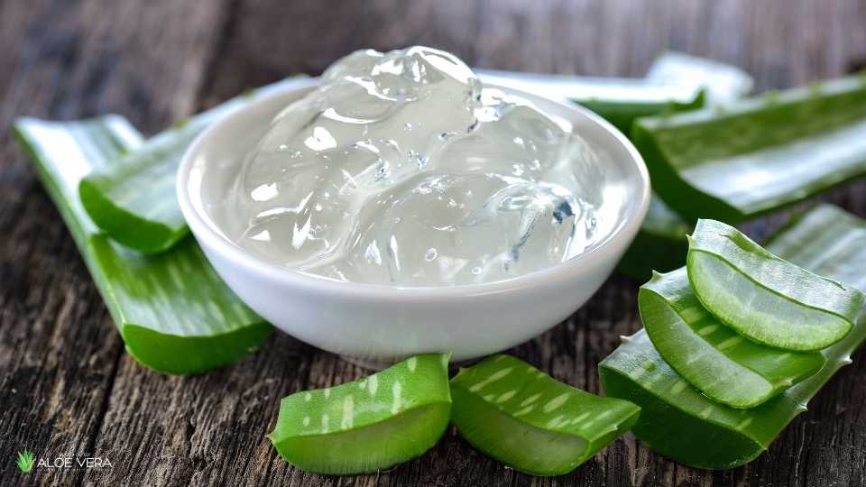 Aloe vera - Naravni eliksir za zdravje in lepoto