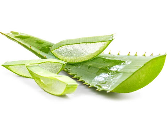 Sveža Aloe vera za kozmetične namene